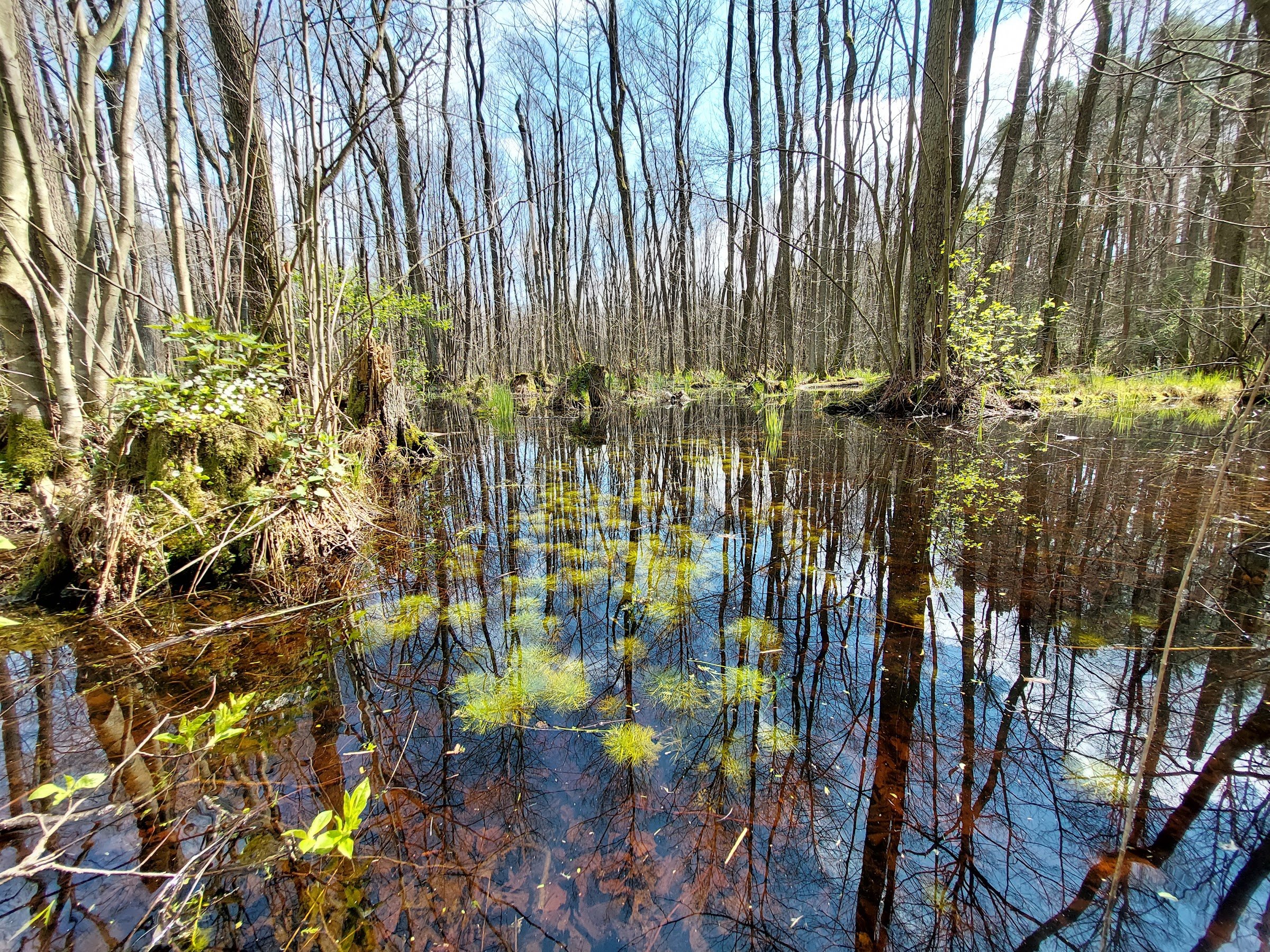 Kampinos National Park